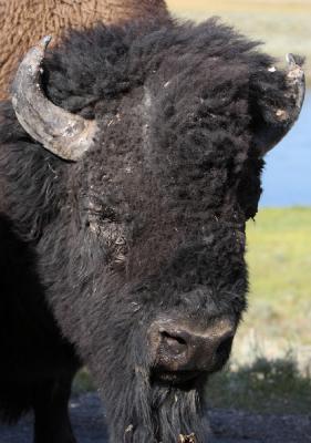 Bison im Yellowstone Nationalpark.
