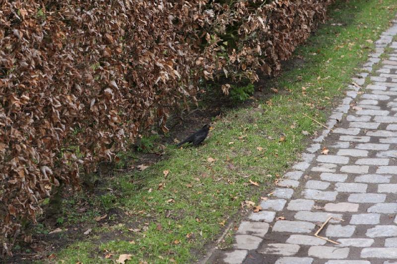 2010-04-03 14:06:38 ** Bad Zwischenahn, Germany ** Eurasian Blackbird next to a hedge.