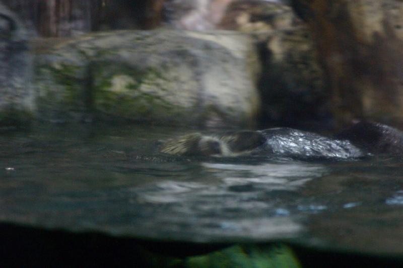 2007-10-13 10:51:08 ** Aquarium, Kalifornien, Zoo ** Seeotter. 2007-10-13 10:51:08 ** Aquarium, Kalifornien, Zoo ** Seeotter.