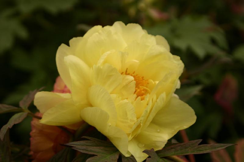 2005-05-05 12:04:31 ** Botanical Garden, Oregon, Portland ** This yellow peony was a favorite with the bees.