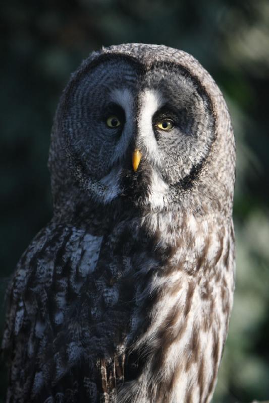 2010-04-13 17:55:43 ** Germany, Walsrode, Zoo ** Great Grey Owl or Lapland Owl (Strix nebulosa), largest species of the genus Strix.