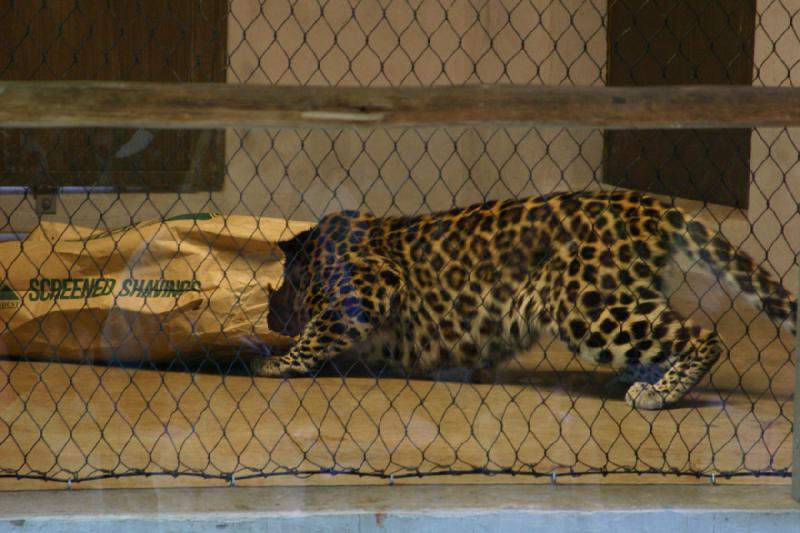 2007-06-18 10:42:14 ** Utah, Zoo ** Leopard looking for food.