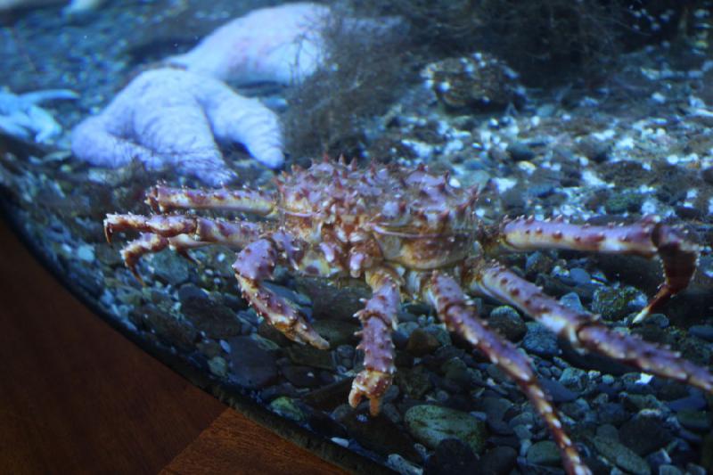 2012-06-20 15:10:58 ** Alaska, Aquarium, Cruise, Juneau ** 