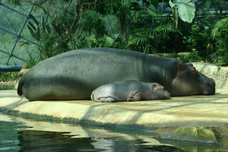 2005-08-24 14:34:12 ** Berlin, Germany, Zoo ** Hippopotamus with baby. 2005-08-24 14:34:12 ** Berlin, Germany, Zoo ** Hippopotamus with baby.
