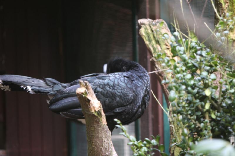 2010-04-13 15:25:06 ** Germany, Walsrode, Zoo ** 