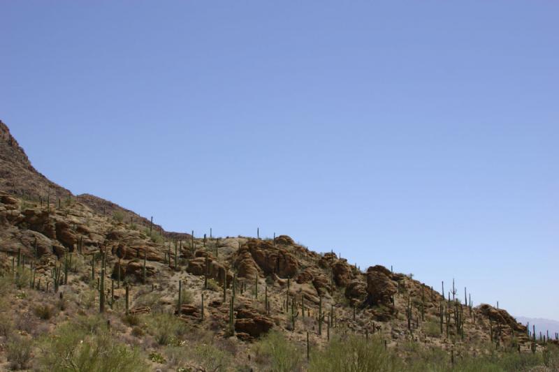 2006-06-17 11:09:04 ** Cactus, Tucson ** 'Saguaro' cacti in the 'Tucson Mountain Park'.