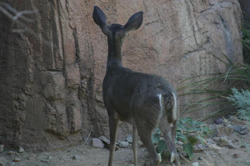 2006-06-17 17:01:46 ** Botanical Garden, Tucson ** Deer.