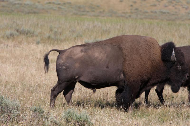 2008-08-15 17:06:24 ** Bison, Yellowstone Nationalpark ** 