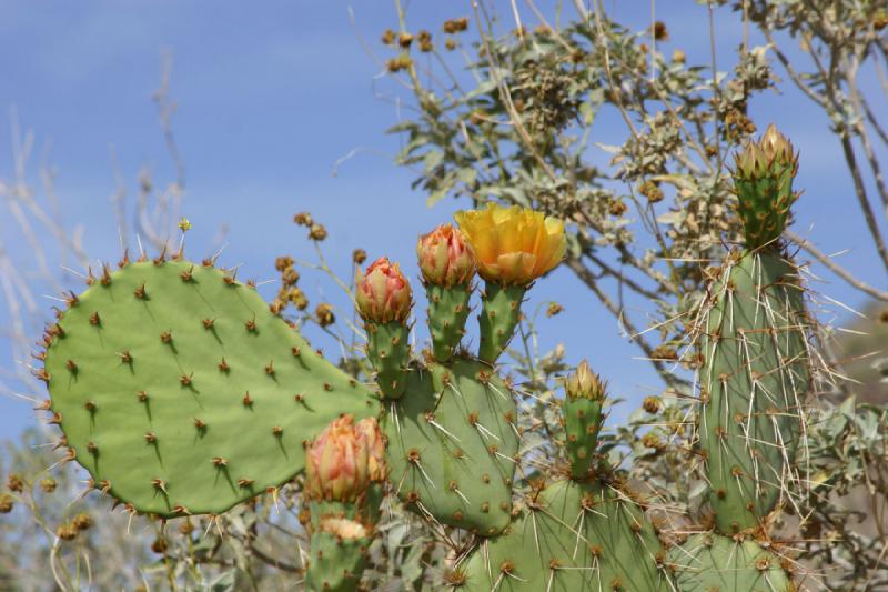 2007-04-14 15:53:26 ** Cactus, Phoenix, Taliesin West ** Prickly pear. 2007-04-14 15:53:26 ** Cactus, Phoenix, Taliesin West ** Prickly pear.