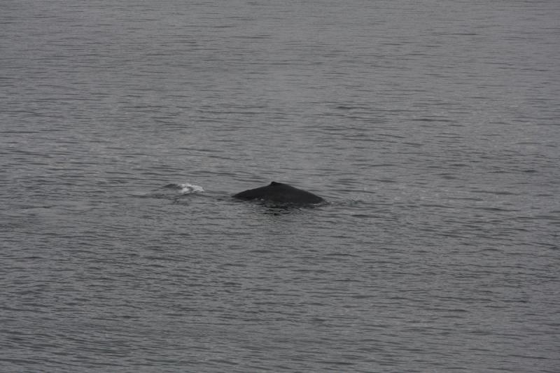 2012-06-19 20:16:35 ** Alaska, Cruise, Humpback Whale ** 