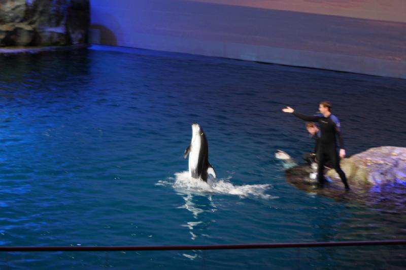 2014-03-12 12:49:50 ** Chicago, Illinois, Shedd Aquarium ** 