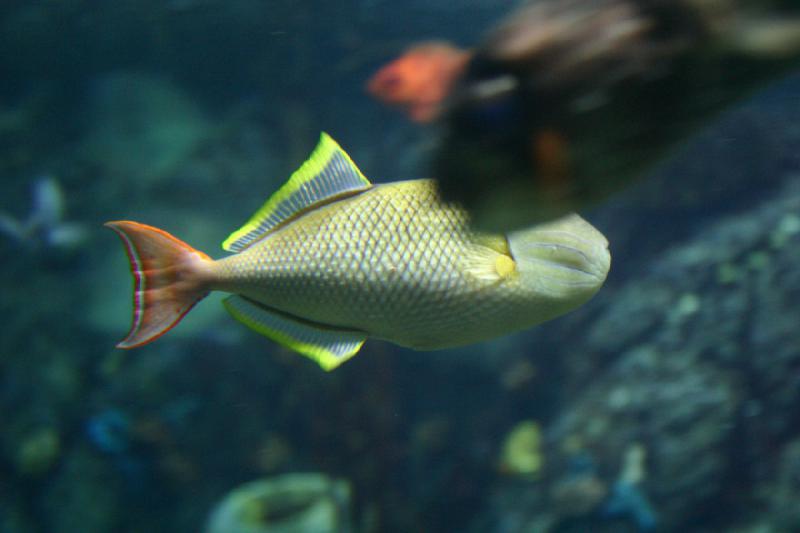 2007-10-13 12:28:22 ** Aquarium, California, Zoo ** Fish with colorful fins.