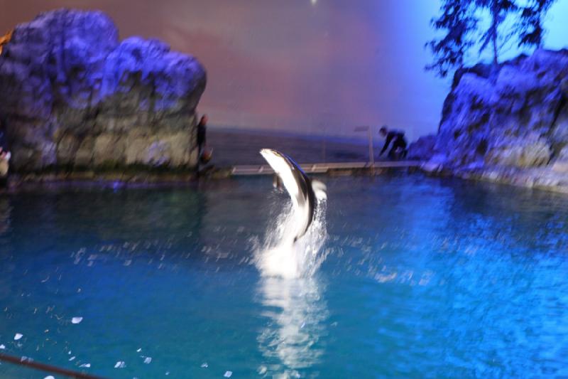 2014-03-12 12:48:17 ** Chicago, Illinois, Shedd Aquarium ** 