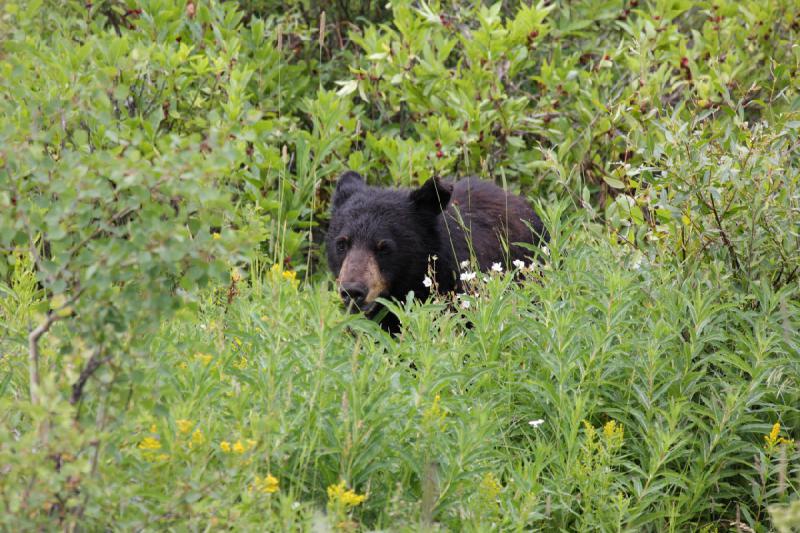 2009-08-05 14:06:51 ** Black Bear, Yellowstone National Park ** 