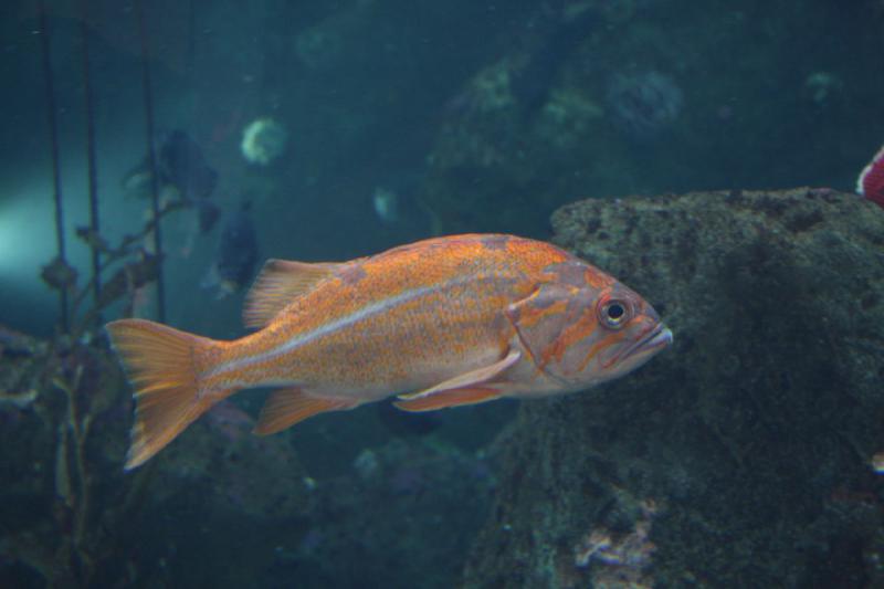2012-06-16 10:15:51 ** Aquarium, Seattle ** 