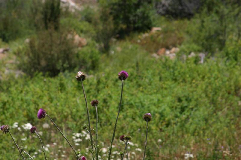 2006-07-23 12:45:38 ** Vail ** And another thistle that seems to be pretty common around here.