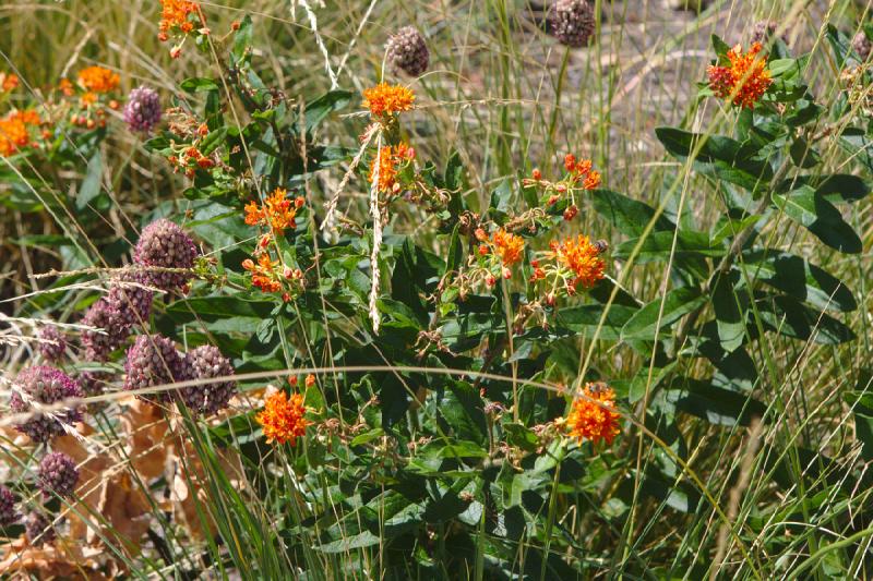 2019-07-23 13:28:50 ** Botanical Garden, Erfurt, Germany ** 