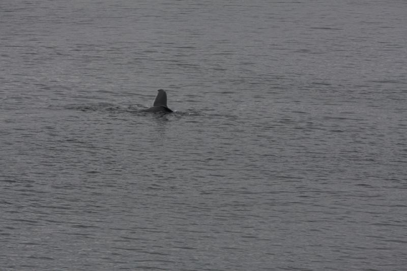 2012-06-19 20:16:38 ** Alaska, Cruise, Humpback Whale ** 