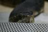 Head of a snake.