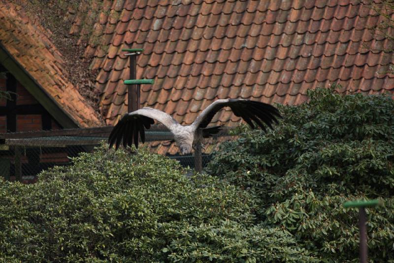 2010-04-13 14:52:14 ** Germany, Walsrode, Zoo ** 