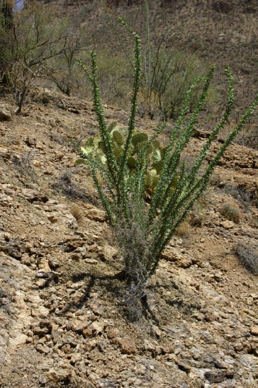 2006-06-17 11:17:24 ** Cactus, Tucson ** 'Ocotillo' (Fouquieria splendens) can grow as high as 10 meters.