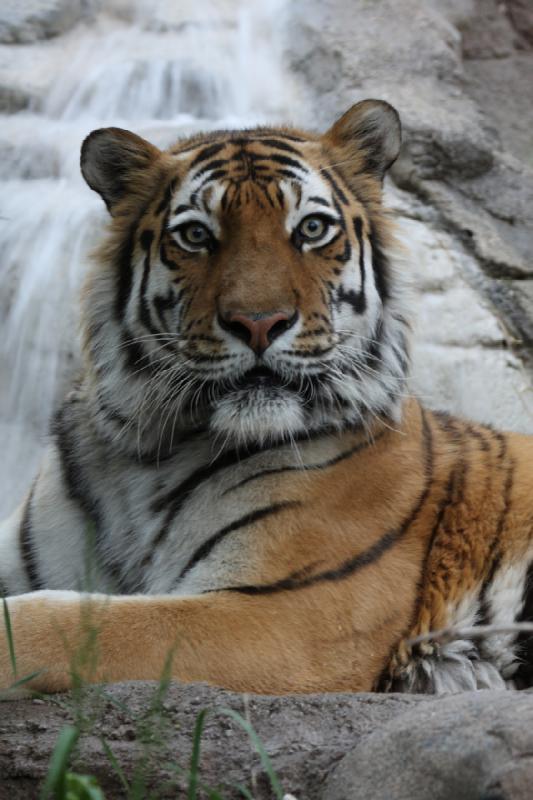 2012-05-17 19:18:17 ** Tiger, Utah, Zoo ** 