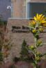 Helianthus maximiliani.