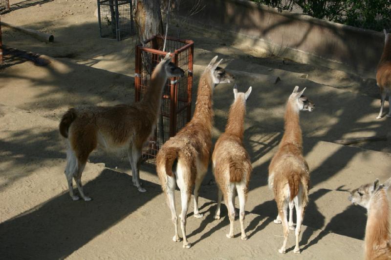 2008-03-20 10:27:32 ** San Diego, Zoo ** Guanaco, who are related to llamas.