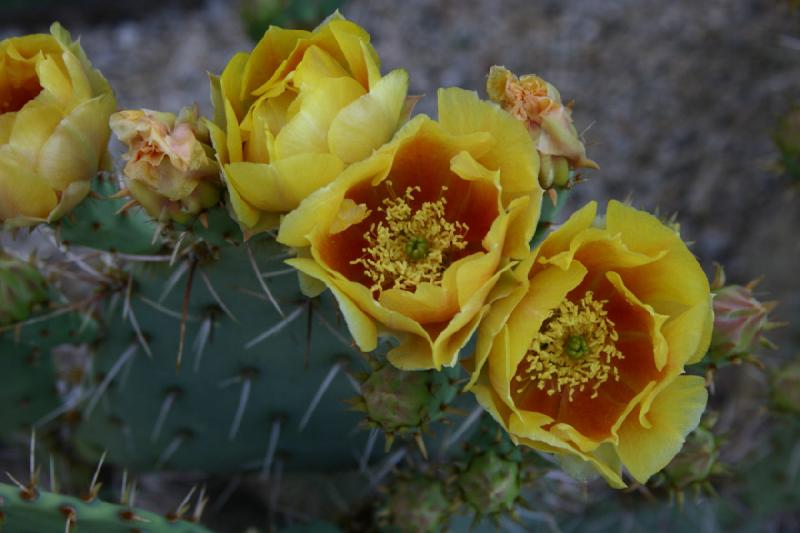 2007-04-15 16:36:00 ** Cactus, Phoenix ** Prickly pear. 2007-04-15 16:36:00 ** Cactus, Phoenix ** Prickly pear.