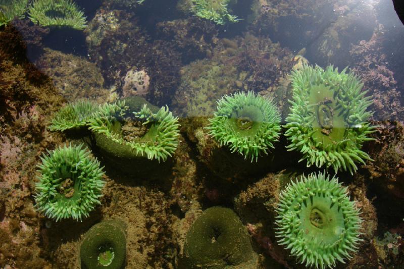 2007-09-01 11:46:38 ** Aquarium, Seattle ** Sea anemone.