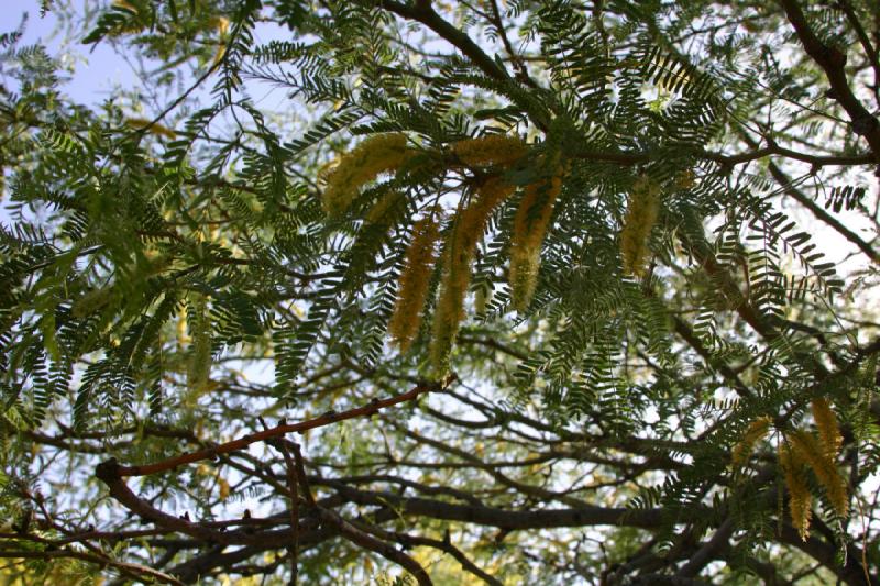 2007-04-15 16:49:00 ** Phoenix ** Blooming mesquite.