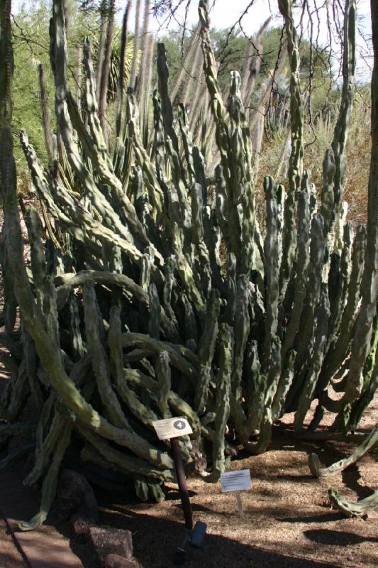 2007-10-27 13:18:42 ** Botanical Garden, Cactus, Phoenix ** Totem cactus (Pachycereus schottii).