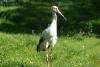 Oriental Stork.