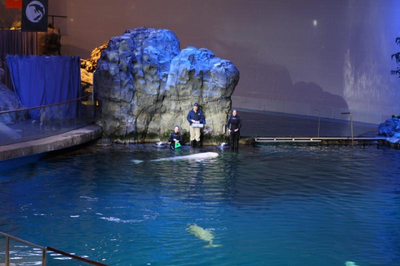 2014-03-12 12:30:29 ** Chicago, Illinois, Shedd Aquarium ** 