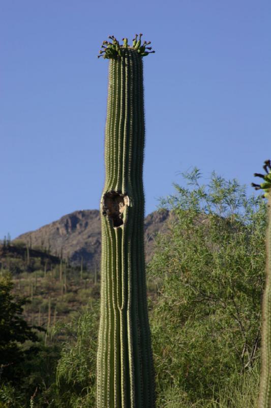2006-06-17 17:58:42 ** Botanical Garden, Cactus, Tucson ** Saguaro with 'bird house'.