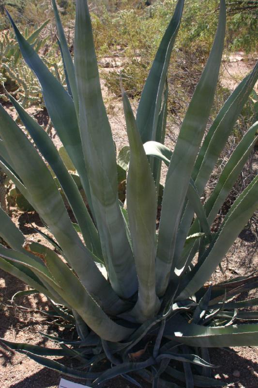 2007-10-27 13:16:26 ** Botanical Garden, Cactus, Phoenix ** Some sort of Agave. 2007-10-27 13:16:26 ** Botanical Garden, Cactus, Phoenix ** Some sort of Agave.