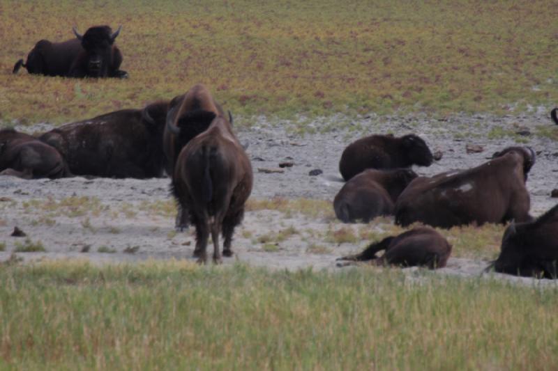 2013-08-24 13:51:32 ** Antelope Island, Bison, Utah ** 2013-08-24 13:51:32 ** Antelope Island, Bison, Utah **
