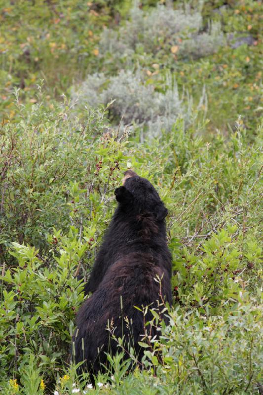2009-08-05 14:06:24 ** Black Bear, Yellowstone National Park ** 