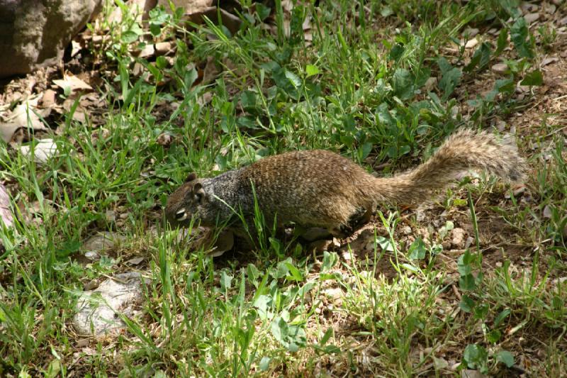 2007-05-06 16:01:56 ** Utah, Zoo ** Hörnchen.