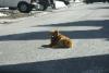 This dog made itself comfortable in the middle of the road. The sun probably heated up the road a little.