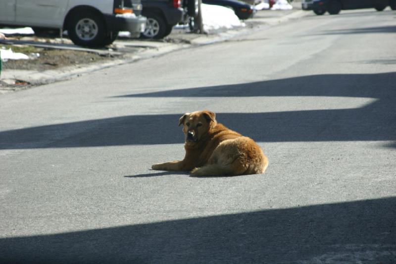 2006-04-18 10:32:34 ** This dog made itself comfortable in the middle of the road. The sun probably heated up the road a little.