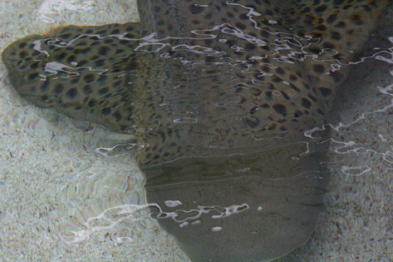 2007-10-13 11:14:28 ** Aquarium, California, Zoo ** A zebra shark.