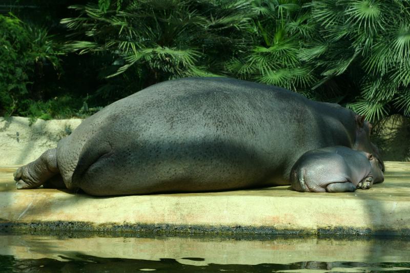 2005-08-24 14:32:46 ** Berlin, Germany, Zoo ** Hippopotamus with baby.