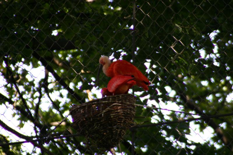 2005-08-24 15:10:48 ** Berlin, Germany, Zoo ** Do these two have a nest? 2005-08-24 15:10:48 ** Berlin, Germany, Zoo ** Do these two have a nest?