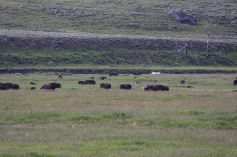 2009-08-05 13:32:49 ** Bison, Yellowstone National Park ** 
