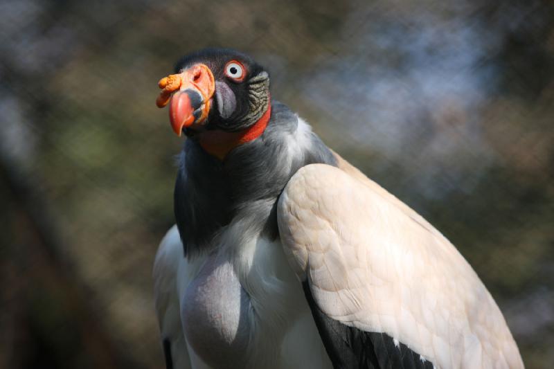2010-04-13 16:11:19 ** Germany, Walsrode, Zoo ** 