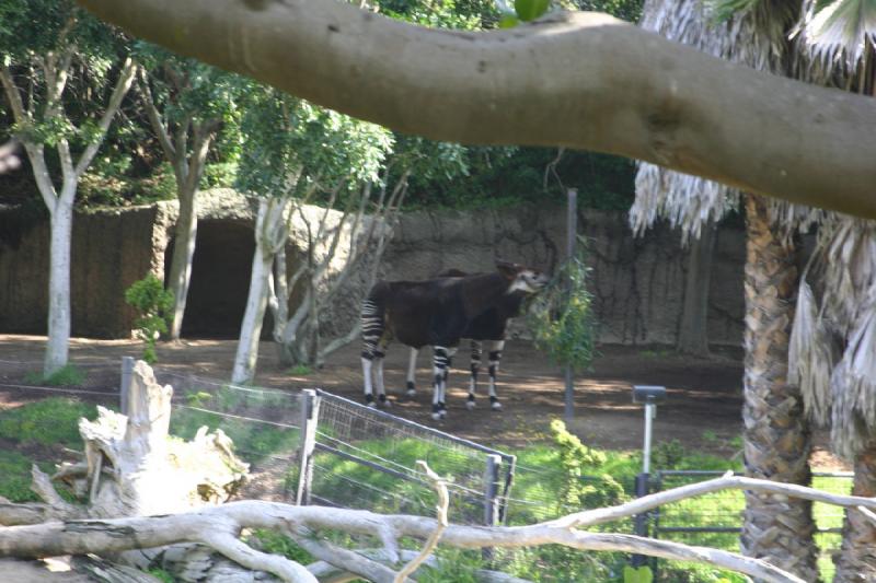 2008-03-20 10:15:10 ** San Diego, Zoo ** Okapi.