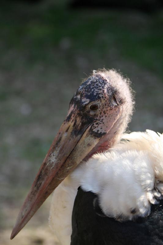 2010-04-13 17:52:54 ** Deutschland, Walsrode, Zoo ** 