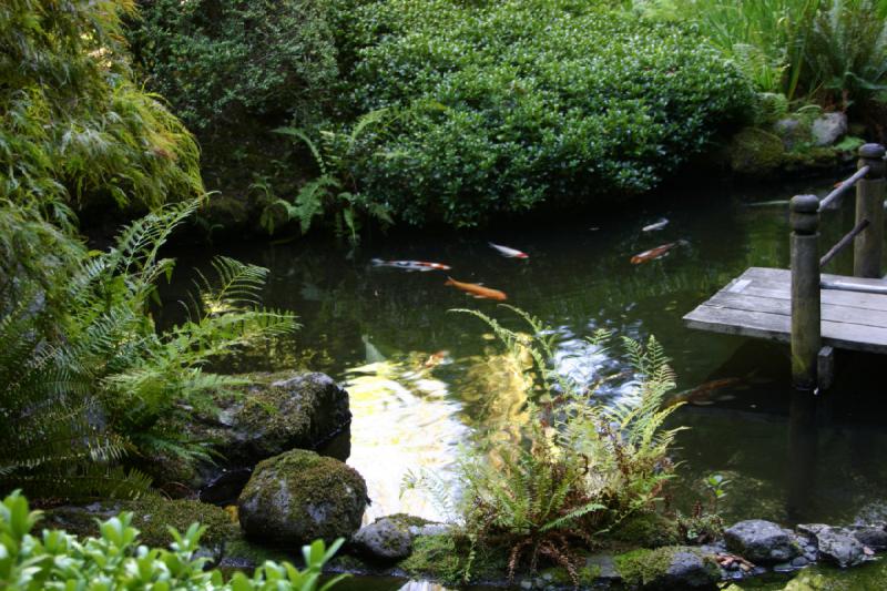 2007-09-02 13:53:22 ** Portland ** Pond with koi. 2007-09-02 13:53:22 ** Portland ** Pond with koi.