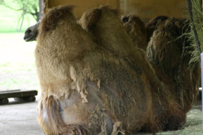 2005-05-07 15:05:13 ** Oregon, Roseburg, Zoo ** Bactrian camels. 2005-05-07 15:05:13 ** Oregon, Roseburg, Zoo ** Bactrian camels.